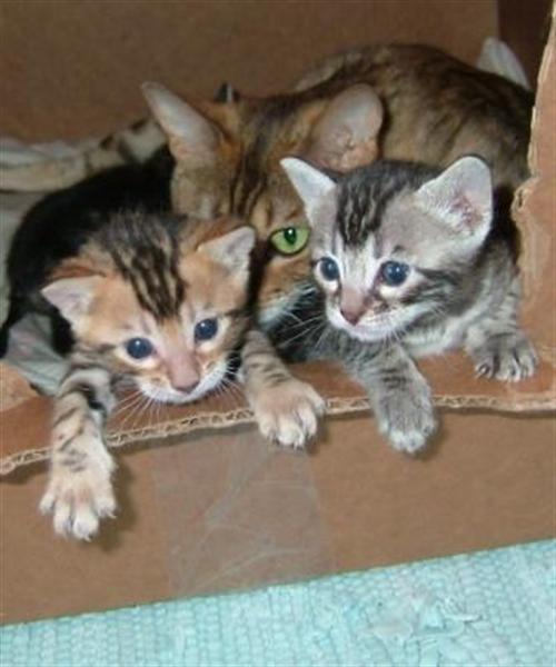 We adopted Leo (left) and Luna (right) in the summer of 2008!  Here they are at only a few days old with their mother (Gia, background) keeping a watchful eye on them.