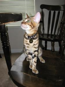 A picture of Leo, our cat