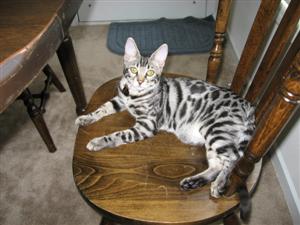 A picture of Luna, our cat